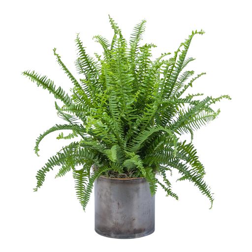 Fern