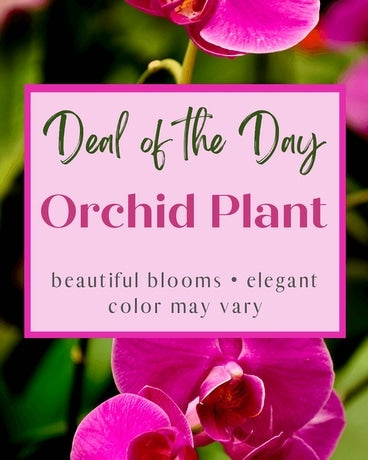 Deal of the Day - Orchid Plant