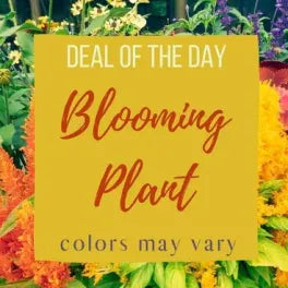 Deal of Day Blooming Plant