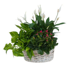 Load image into Gallery viewer, Living Garden Plant Basket
